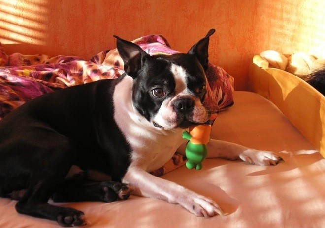 boston terrier with toy