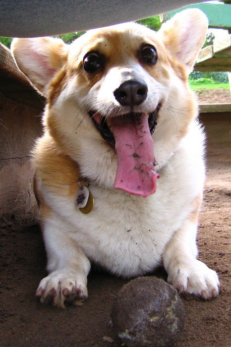 corgi 6