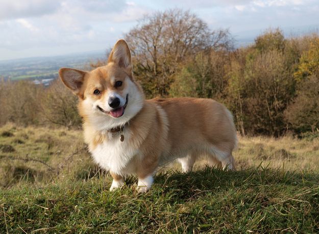 corgi 8