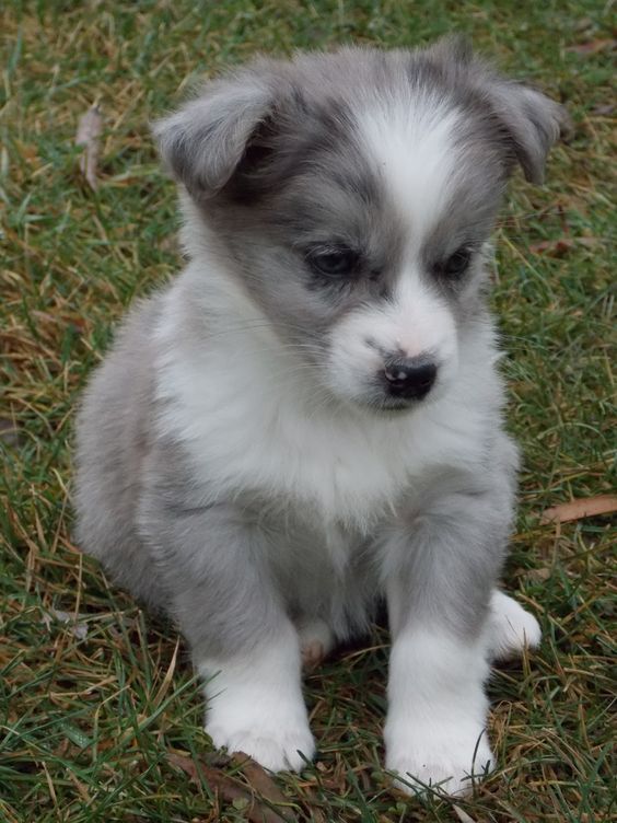 corgi australian shepherd mix