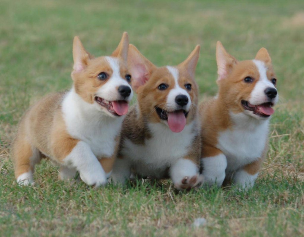 corgi puppies 2