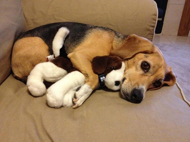cute beagle dog toy amazing