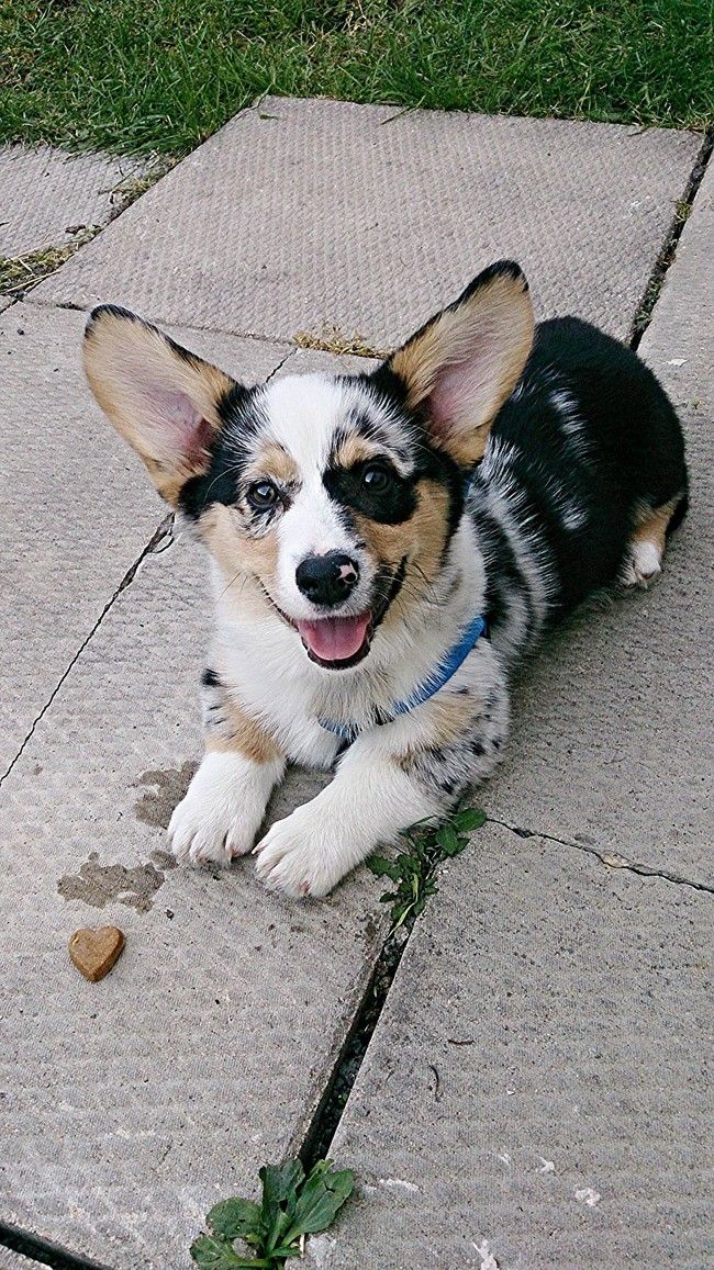 cute corgi food heart