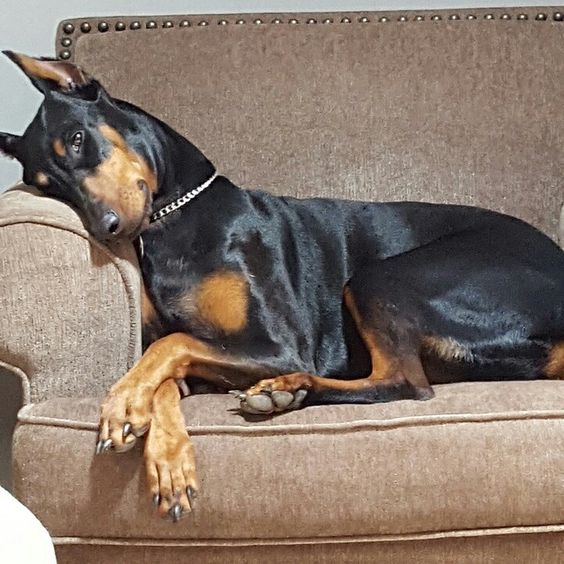 doberman pinscher 13a