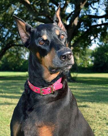 doberman pinscher 19a