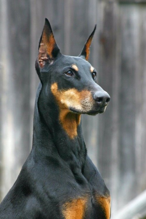 doberman pinscher 3a