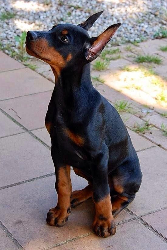 doberman pinscher 6a