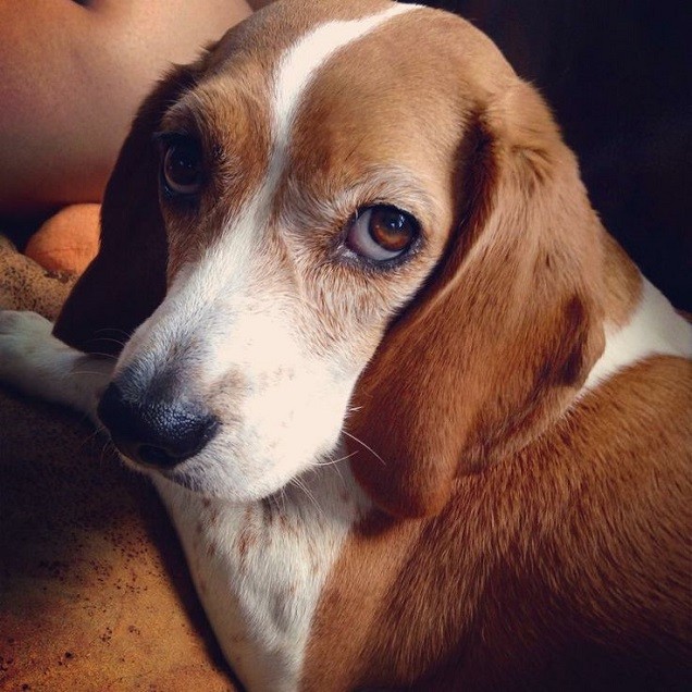 eyes beagle photo pics amazing