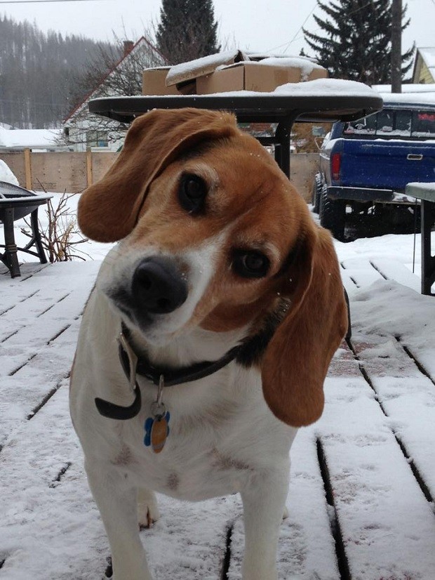 funny beagle dog winter snow