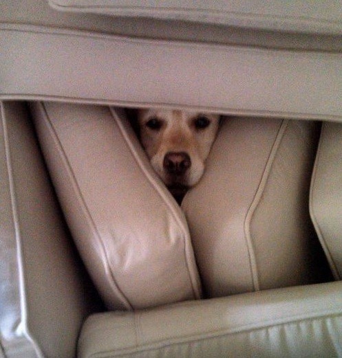funny beagle hidden pics dog
