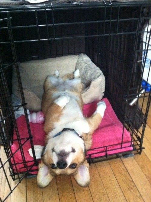 funny corgi lying photo