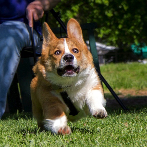 happy eyes face corgi photo