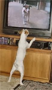 jack russell terrier watching tv