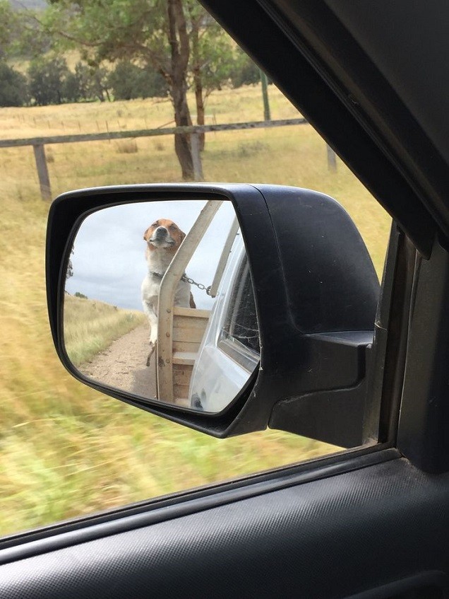 jack russell trip car