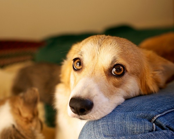 love corgi photo face