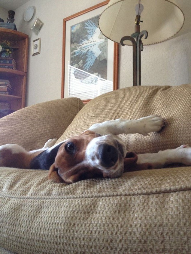 nap time beagle photo