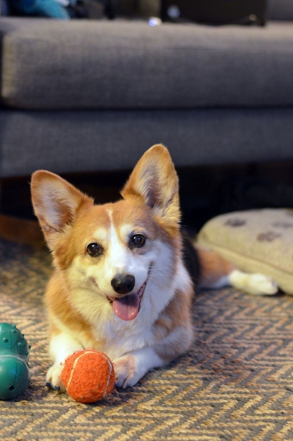 playful corgi photo ball