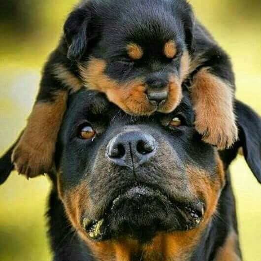 rottweiler eye