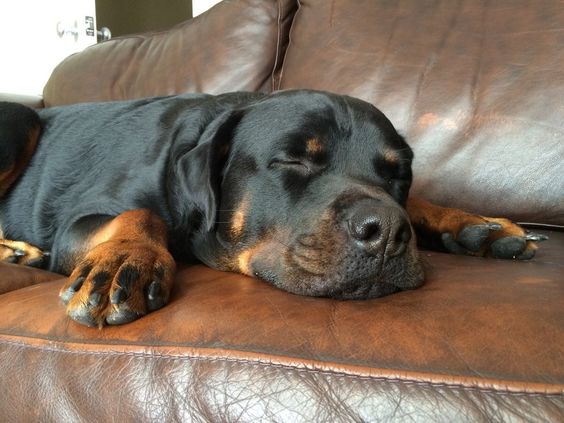 rottweiler lazy