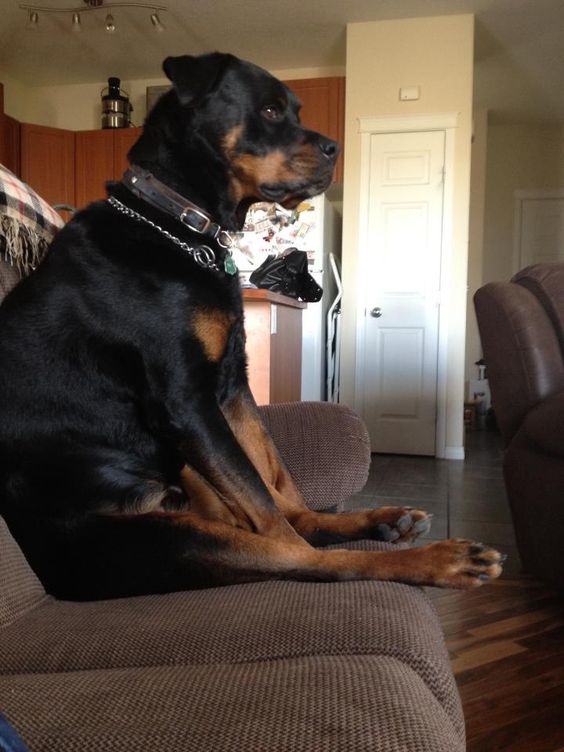 rottweiler watching tv