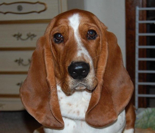 sad-basset-hound.jpg