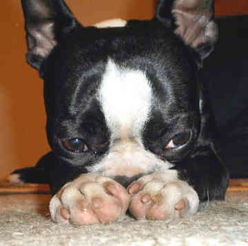 sad-boston-terrier