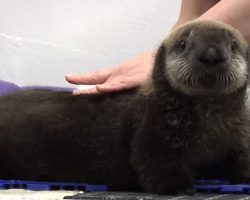 Shy Sea Otter Pup Gets Groomed And Her Reaction Is The Cutest