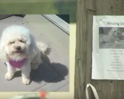 Lost Dog Recognizes Her Family On TV And Rescues Herself
