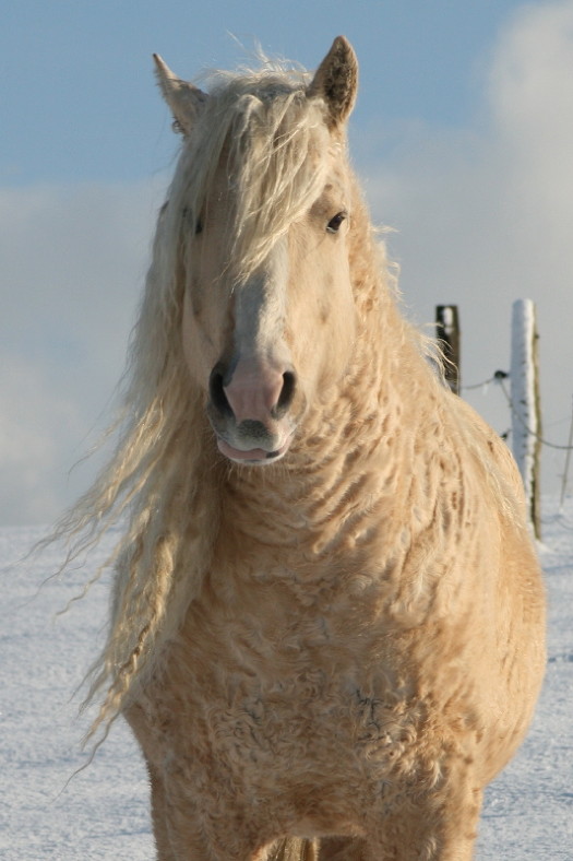 10-curly-horse