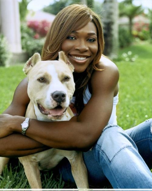 Serena Williams pit bull