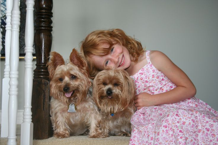 Yorkshire Terrier and girl