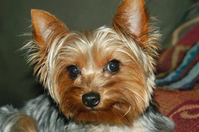 Yorkshire Terrier eyes