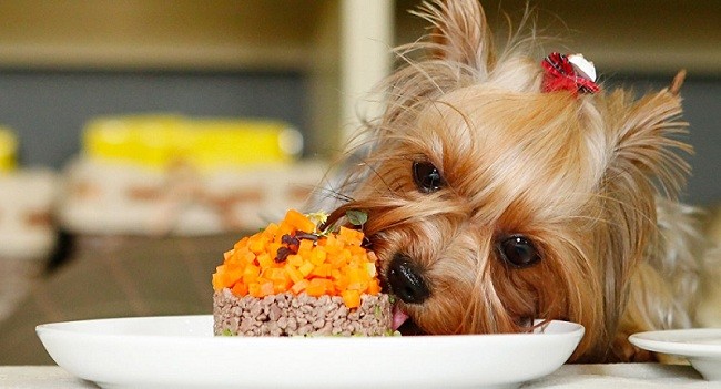 Yorkshire Terrier food