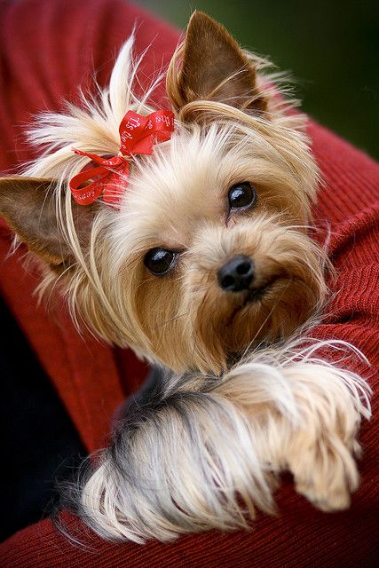 Yorkshire Terrier looking