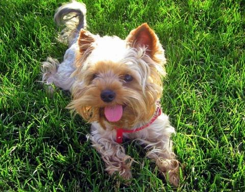 Yorkshire Terrier rest grass