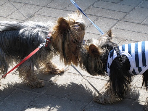 Yorkshire Terriers friends