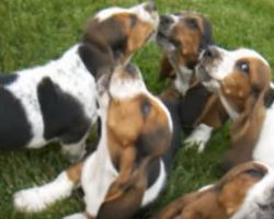 Howling Basset Puppies Steal the Show