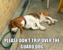 12 Best Basset Hound Memes of All Time