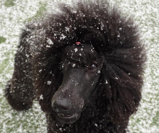 black poodle dog