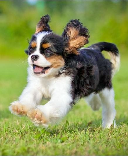 cavalier king charles spaniel 1