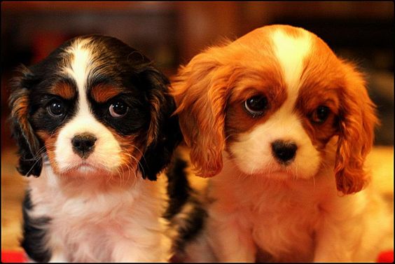 cavalier king charles spaniel 12