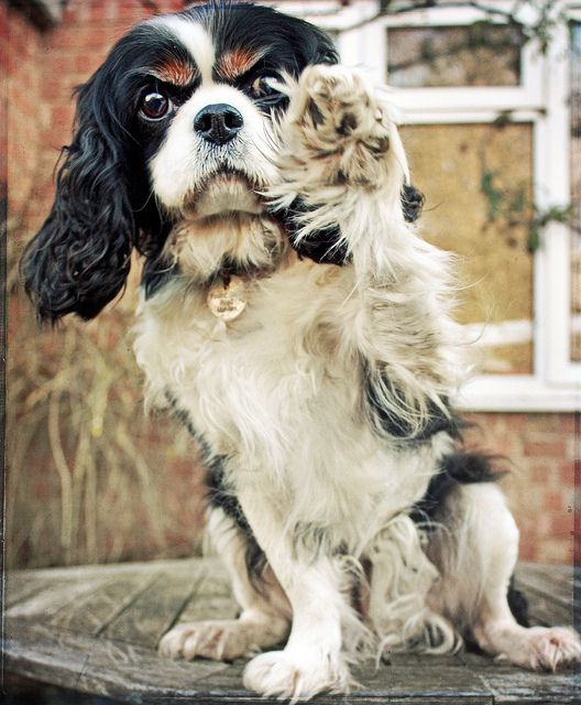 cavalier king charles spaniel 15