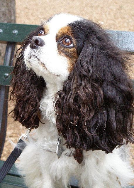 cavalier king charles spaniel 19