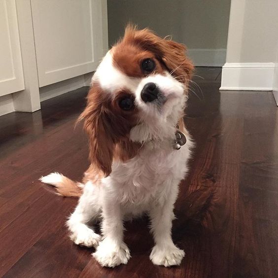 cavalier king charles spaniel 2