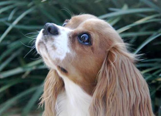 cavalier king charles spaniel 20