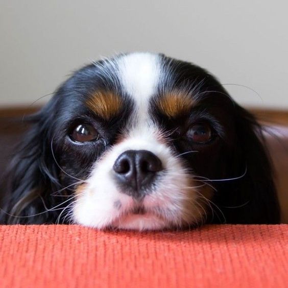 cavalier king charles spaniel 3