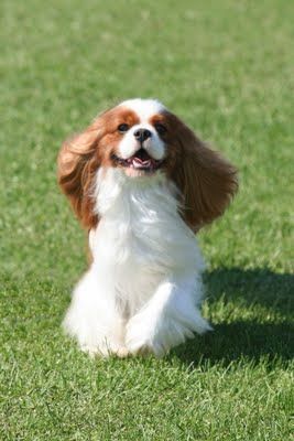 cavalier king charles spaniel 9