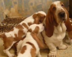 Patient Mom Basset and Puppy Love