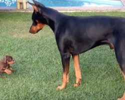 Precious Puppy Challenges Doberman Dog