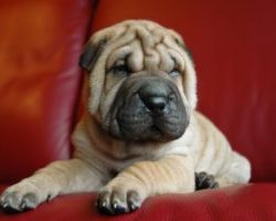 20 Things All Shar Pei Owners Must Never Forget
